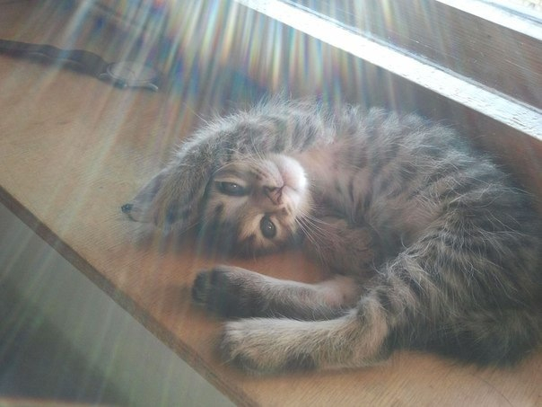 Sfotai, like lying down, pondered. - My, Kittens, The photo, Dreamer, Sight, Sun rays, cat