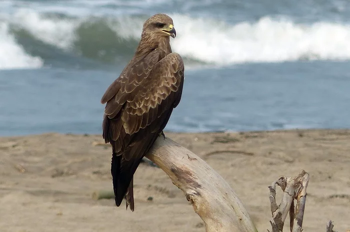 Not cats alone - My, The photo, Nature, Sea, Predator birds, Hawks, Wild animals