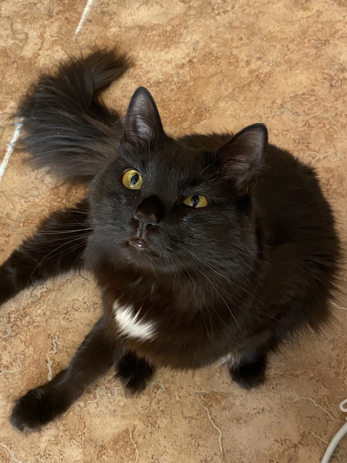 Ответ на пост «Не выложил кота - не пикабушник»