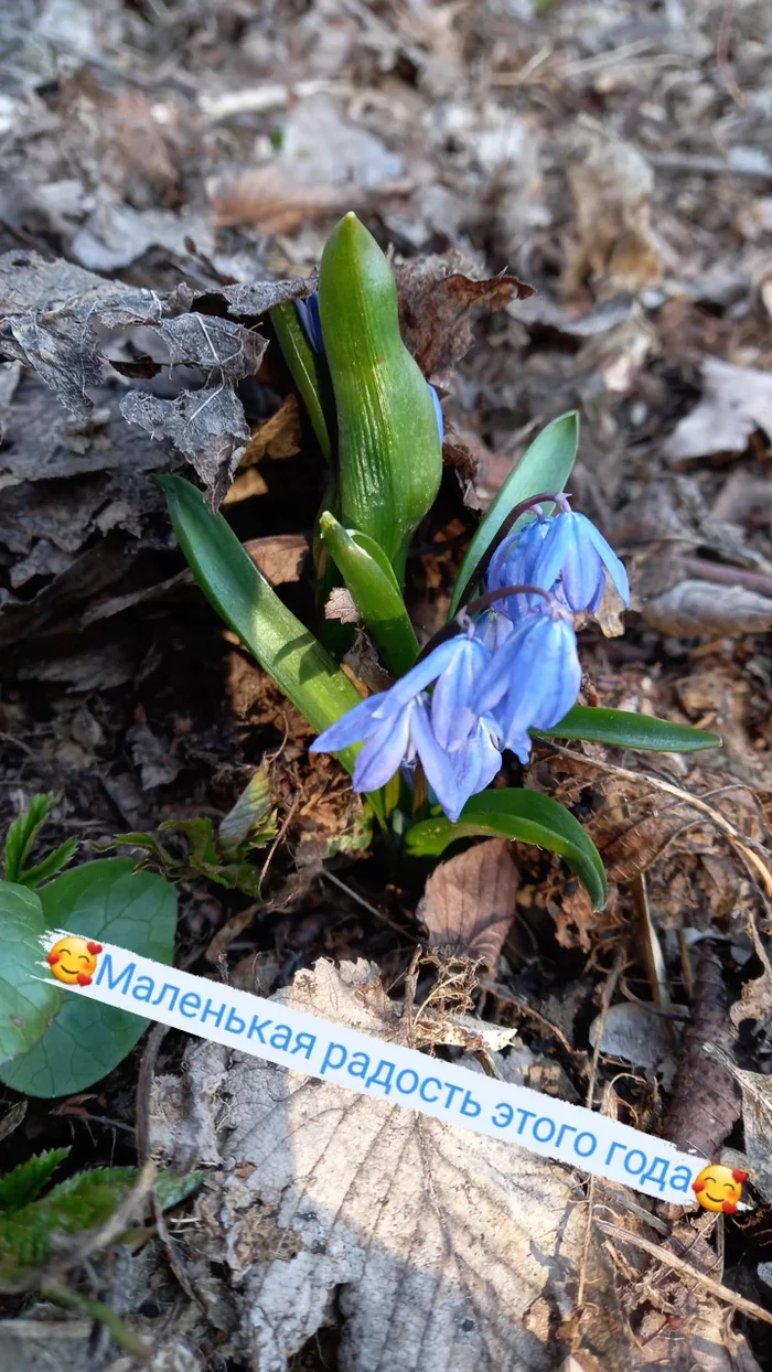 A little joy of this year - My, Nature, Snowdrops flowers, Spring, Flowers, Blue, Blue, Joy, The charm