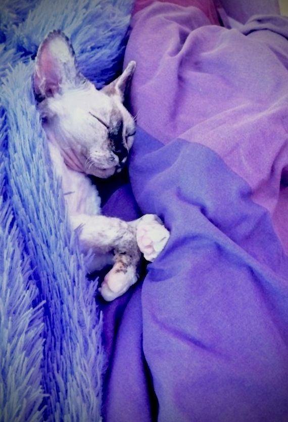 The cat is sleeping, she is tired, because she played all night - My, cat, Devon Rex, Milota, Dream, Vital