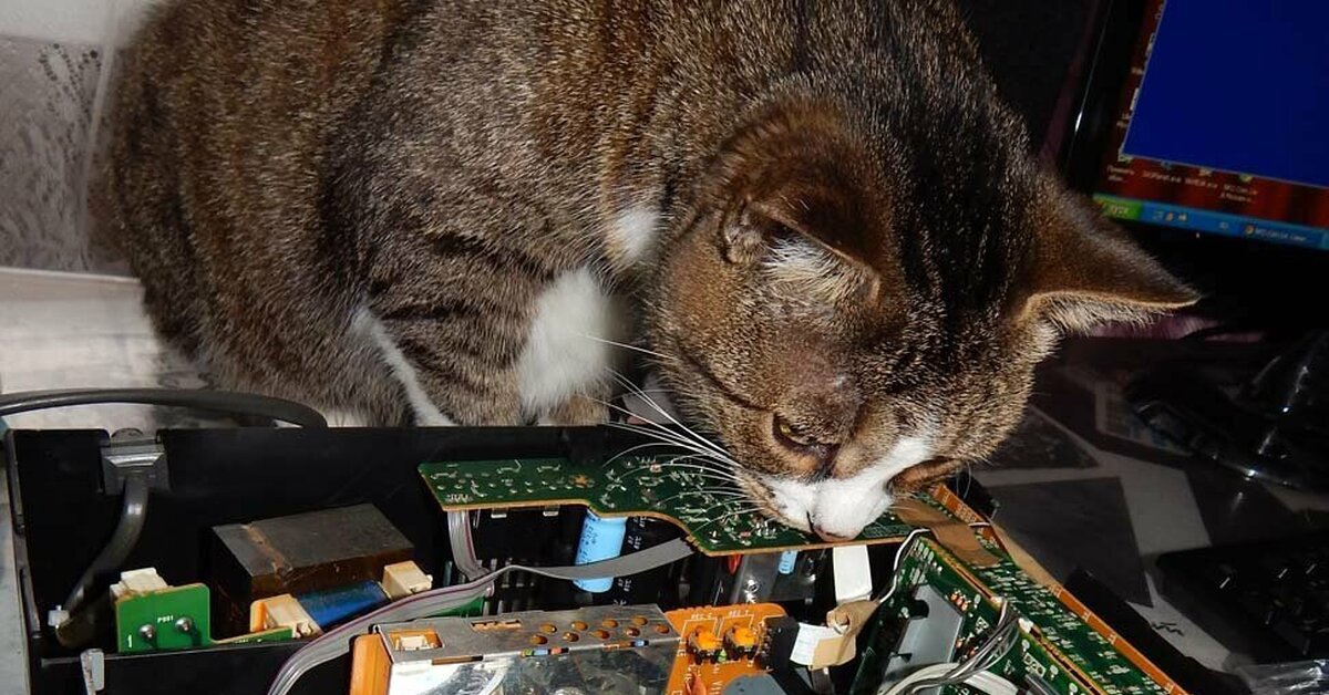 Кот ремонт. Кот и компьютер. Кошка и компьютер. Прикольный компьютер. Кот с паяльником.