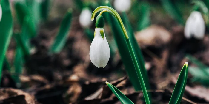 What flowers are the first to bloom in Moscow parks - Flowers, Snowdrops flowers, Moscow, Flora, Longpost