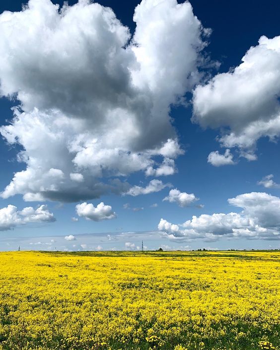 Clouds above the field - Clouds, Blue, Yellow