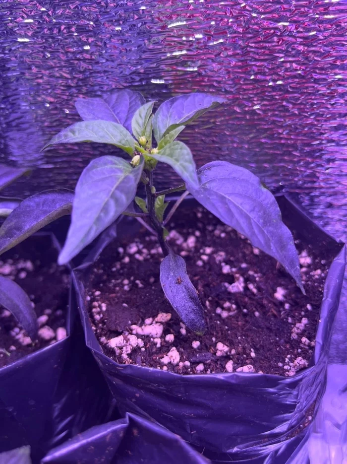 Good afternoon to the lovers of spicy! - My, Hot peppers, Question, Seedling