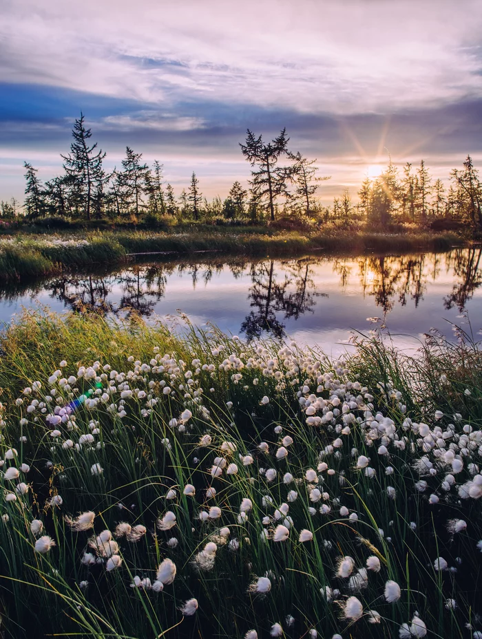 Reverse side of the photo - My, Yamal, North, Arctic, Romance, Mosquitoes, Forest, Video, Vertical video, Longpost