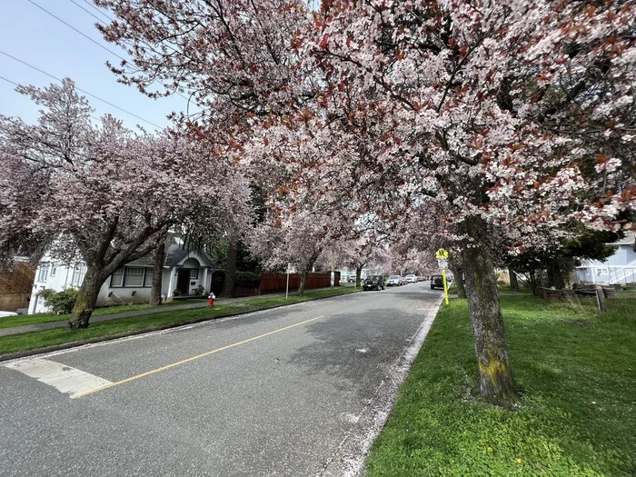 Canada - My, Town, The street, House, Road, beauty, Spring, Tree, Bloom, Canada, Longpost