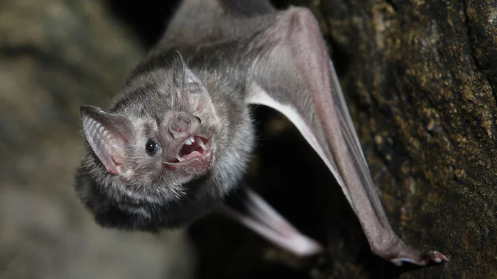 A Terrible Food Source - Bat, Bats, Wild animals, Vampires, Around the world, Longpost