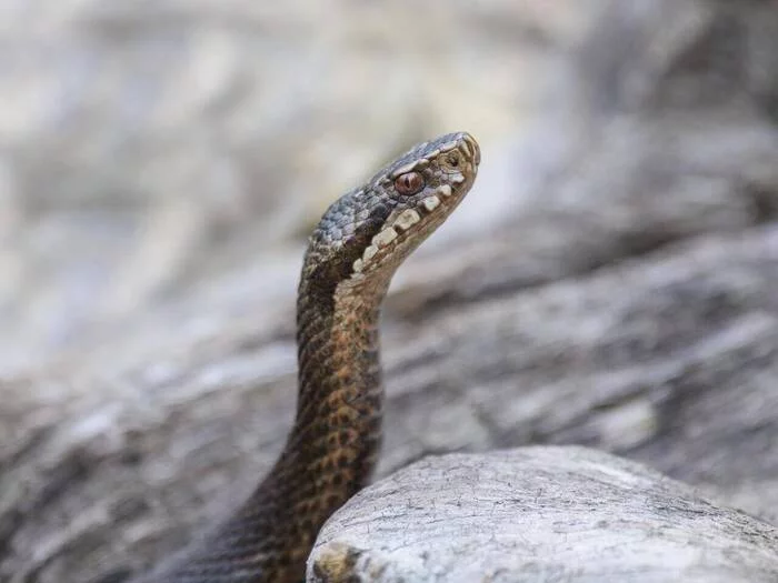 An American settled an exotic snake at home, was bitten by it and survived - Snake, Gabonese viper, Vipers, Reptiles, Poisonous animals, Wild animals, Incident, Virginia, USA, Antidote, Bravery and stupidity, Longpost