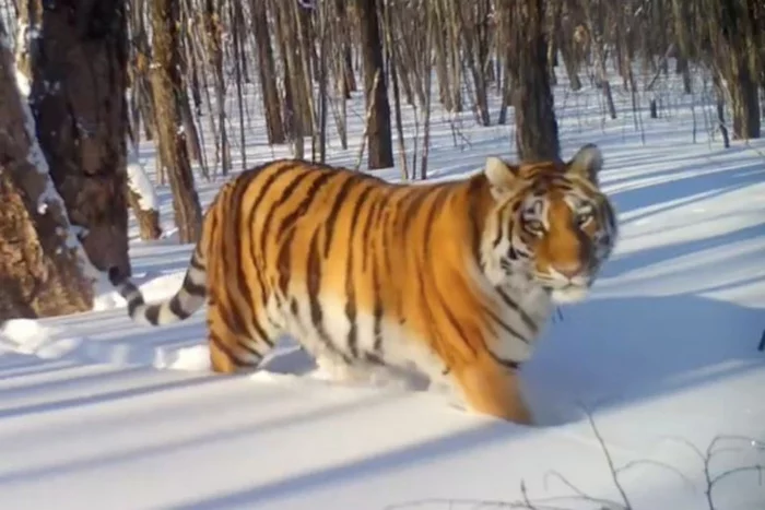 The sister of tiger Thunder from the EAO got the name - Amur tiger, Jewish Autonomous Region, The photo, Thunderstorm, Thunder, Tiger, Big cats, Predatory animals, Cat family, Wild animals, Nickname, Longpost