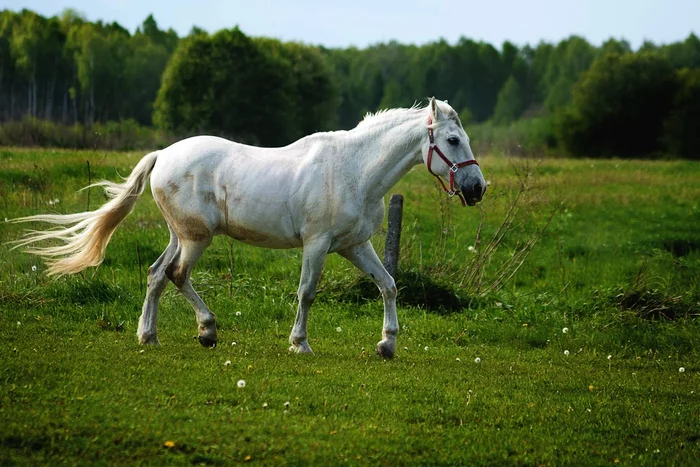 White horses are almost non-existent. Or why is it not so easy with white horses? - Horses, Animals, Animal book, Yandex Zen, Longpost, Ucicism, White, Color, Pets