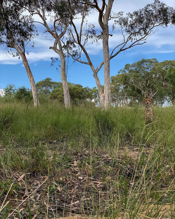 Australian Wildcat) - Cheetah, Small cats, Cat family, Wild animals, Predatory animals, Wild cat center, Australia, Species conservation, Positive, Vertical video