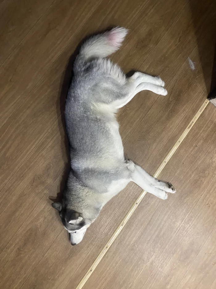 The dog is tired... - My, Dog, Pets, Husky