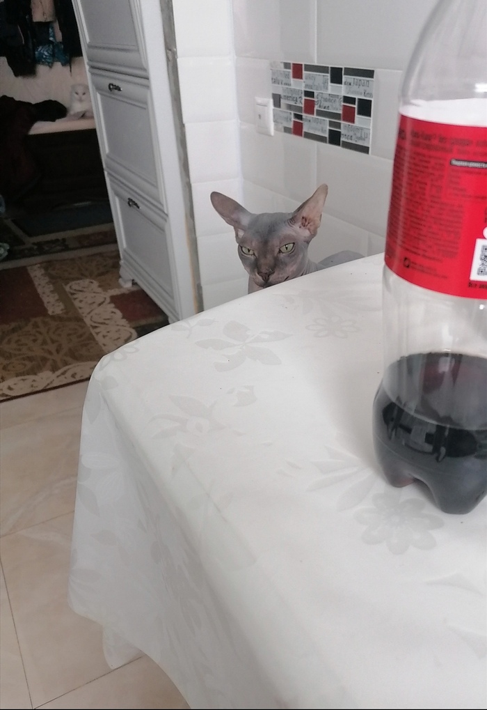 Сколько недовольных булочек на фото?