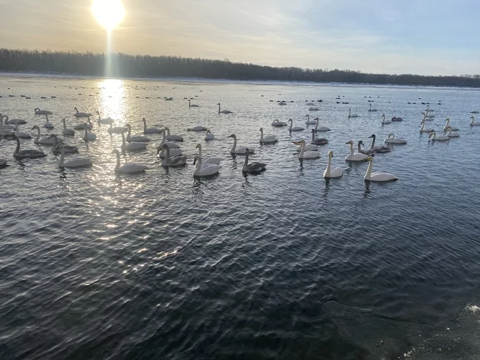 What a beautiful and majestic bird the swan is. - My, Animals, Swans, Birds