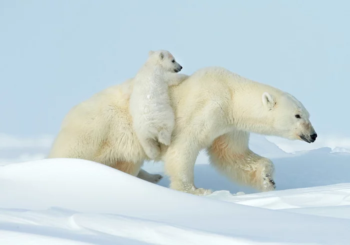 Polar bear raises cubs - Polar bear, Teddy bears, beauty of nature, wildlife, Wild animals, Milota, Predatory animals, Around the world, The photo, Canada, Norway, North, Longpost