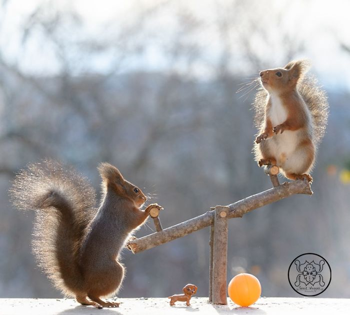 I followed the squirrels daily with the camera for 6 years Part 2 - Squirrel, beauty of nature, wildlife, The photo, The park, Longpost