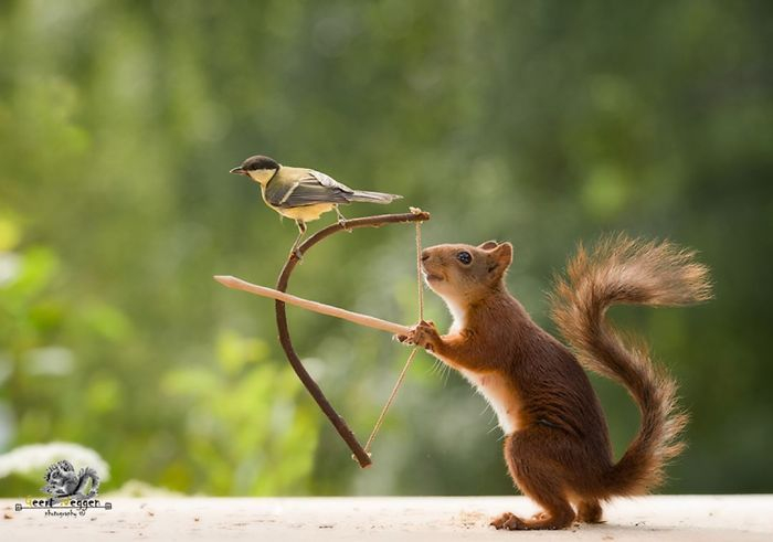 I followed the squirrels daily with the camera for 6 years Part 2 - Squirrel, beauty of nature, wildlife, The photo, The park, Longpost