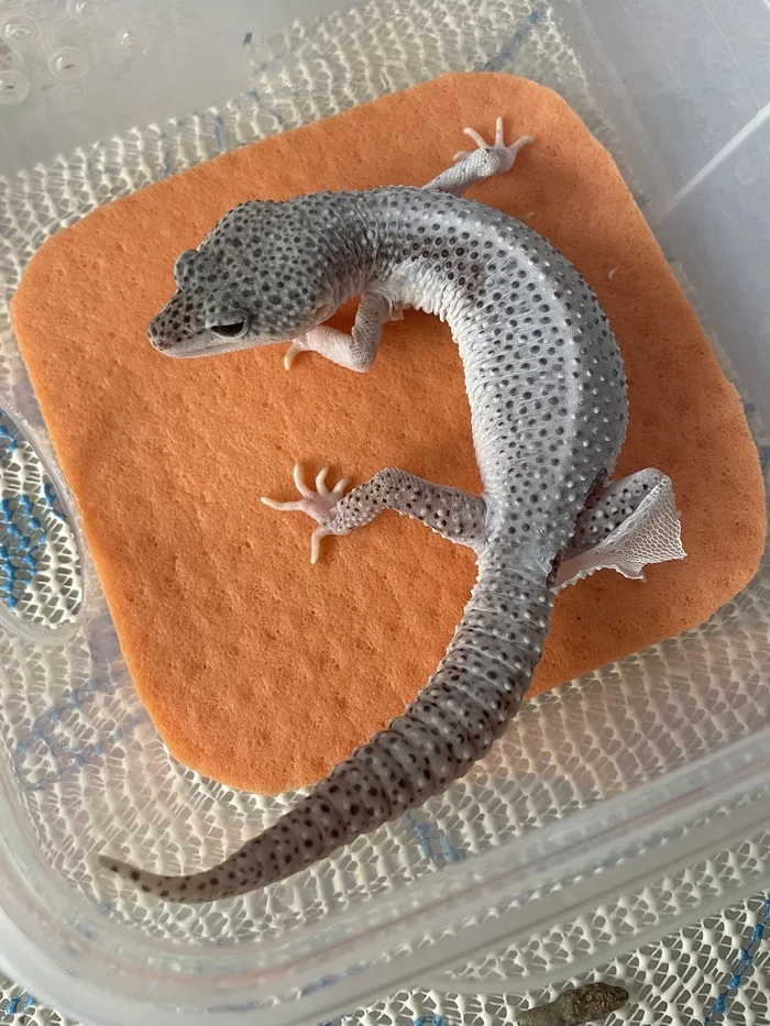 Eublephar unpacking - My, Pets, Eublefar, Lizard, Molting, Longpost