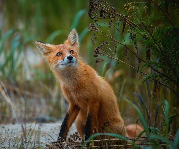 Lisa, Sakhalin - My, Fox, Sakhalin, The photo, wildlife, Canon, Longpost