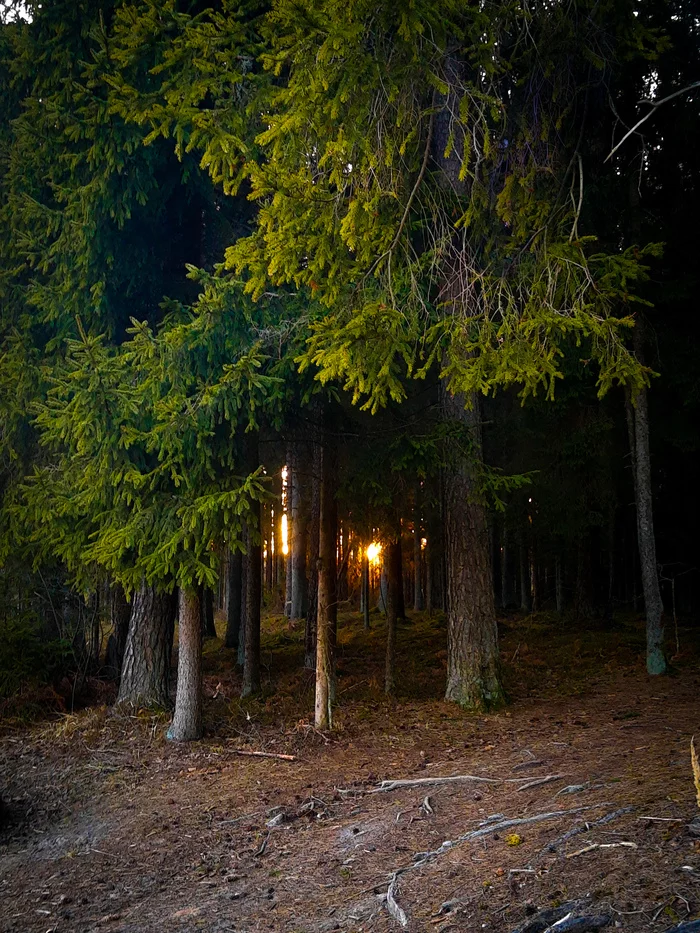 Sunset in the Baltic Forest - Forest, Sunset, Latvia, Nature