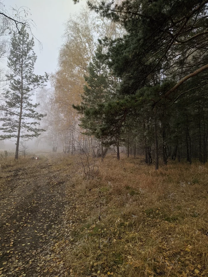 Foggy morning - My, Mobile photography, Fog, The sun, Forest, A bike, Longpost