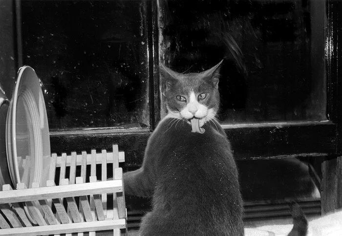 A selection of photos of the cat ;) - Old photo, cat, Milota, Black and white photo, Film, Longpost