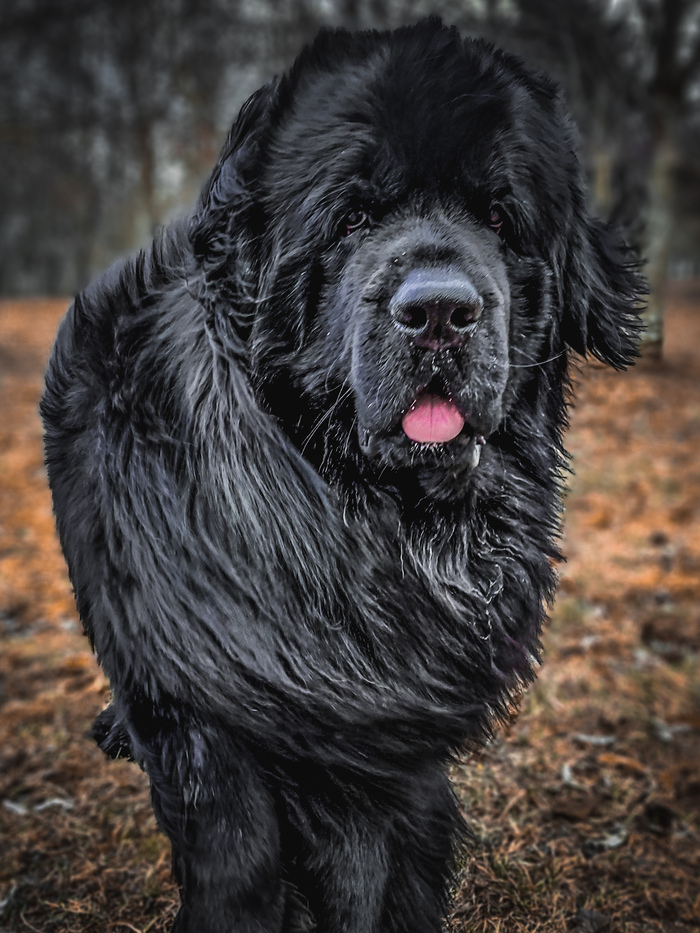 Ньюфаундленд Сладкий, лохматый слюнявчик. Учит, воспитывает, продолжает род. Настоящий!