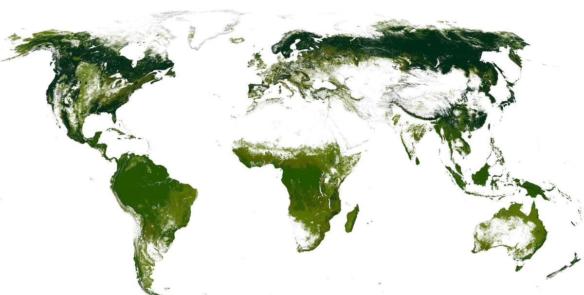Карта мировых лесов