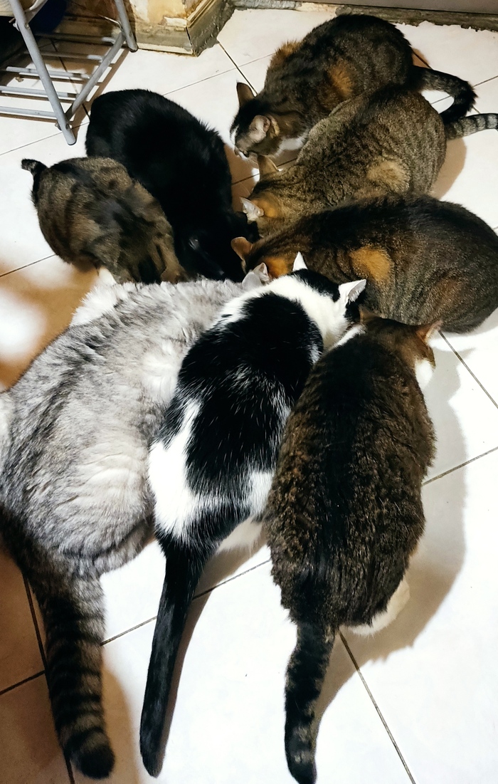 ���� �����-�� ����� ������ ��� �������