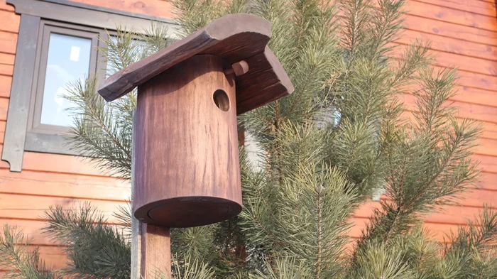 Hollow birdhouse - My, Dacha, beauty of nature, Birdhouse, Hollow, Tit, Chickadee, Sparrow, Birds, Gardening, Nature, Sky, Do it, With your own hands, Video, Vertical video, Longpost