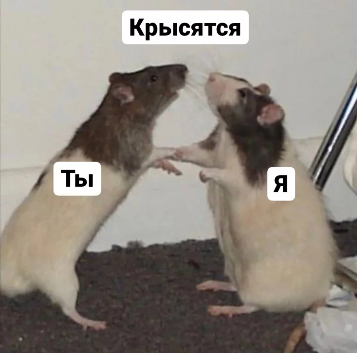 When they found each other - Memes, Picture with text, Rat, Humor, We