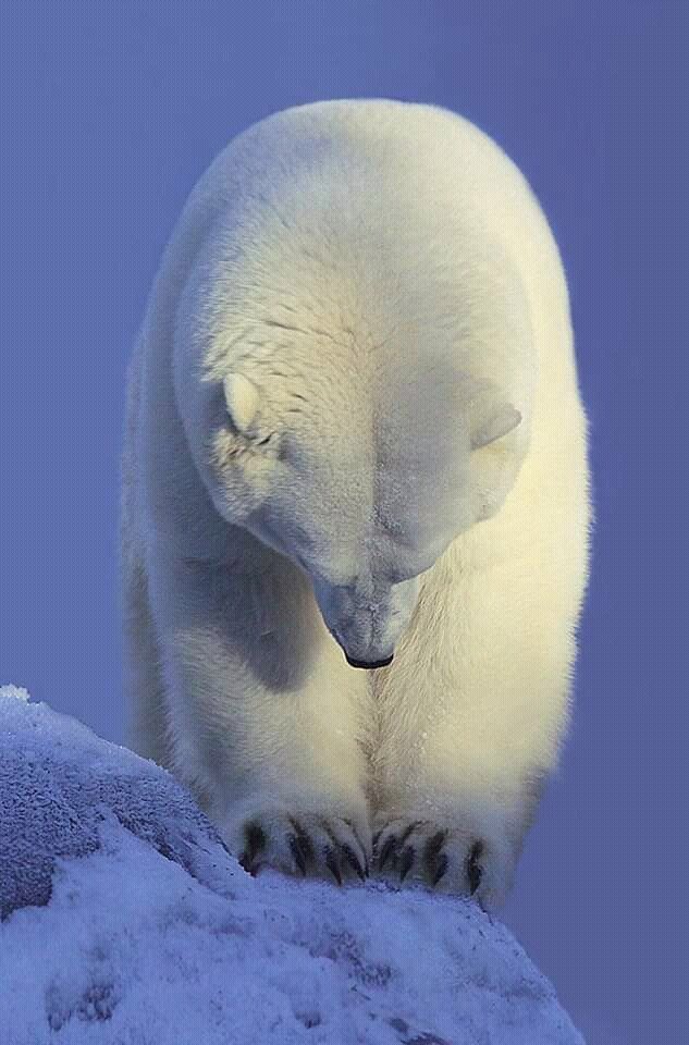 Gloomy morning - Polar bear, Morning, The photo, Nature, North