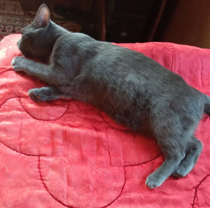 Continuation of the post Today I took another kitten from empty dachas. Thin, hungry, wheezing and instantly falling asleep in the warmth - My, cat, Animal Rescue, Dacha, Winter, Video, Youtube, Reply to post, Longpost