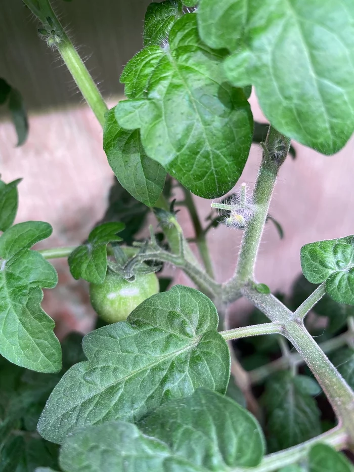 Growing tomatoes at home in pots - My, Seedling, Growing, Cherry tomatoes