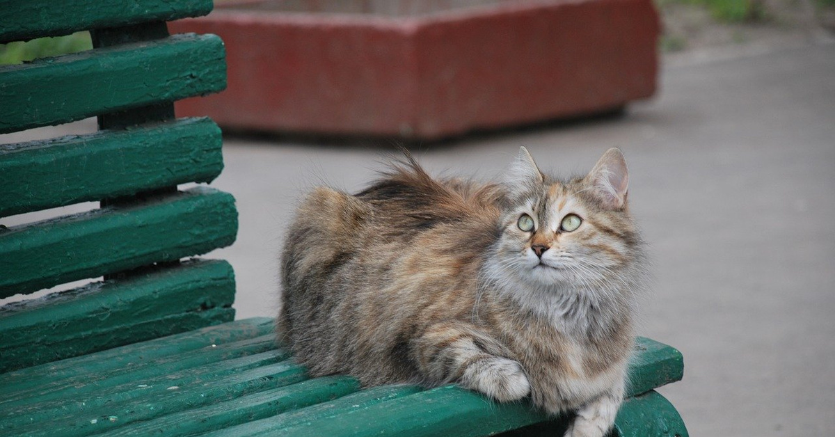 Ну рано. Коты на скамейке. Кот на лавочке. Коты на лавке. Котенок на лавочке.