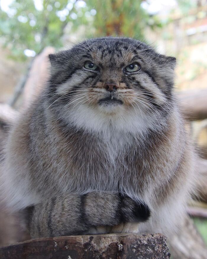 Persuasive view) - Pallas' cat, Small cats, Cat family, Fluffy, Pet the cat, Predatory animals, Wild animals, Yokohama, Japan, Zoo, Rare view, Red Book, Positive