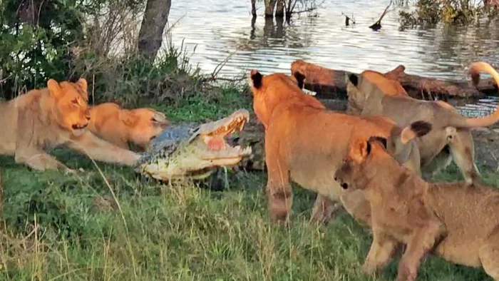 Crocodile fought off five lions - Lioness, Lion cubs, Big cats, Cat family, Crocodiles, Reptiles, Predatory animals, Wild animals, Kruger National Park, South Africa, Interesting, wildlife, Africa, National park, Video, Youtube, Longpost