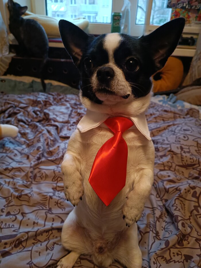 Министр не твоих собачьих дел