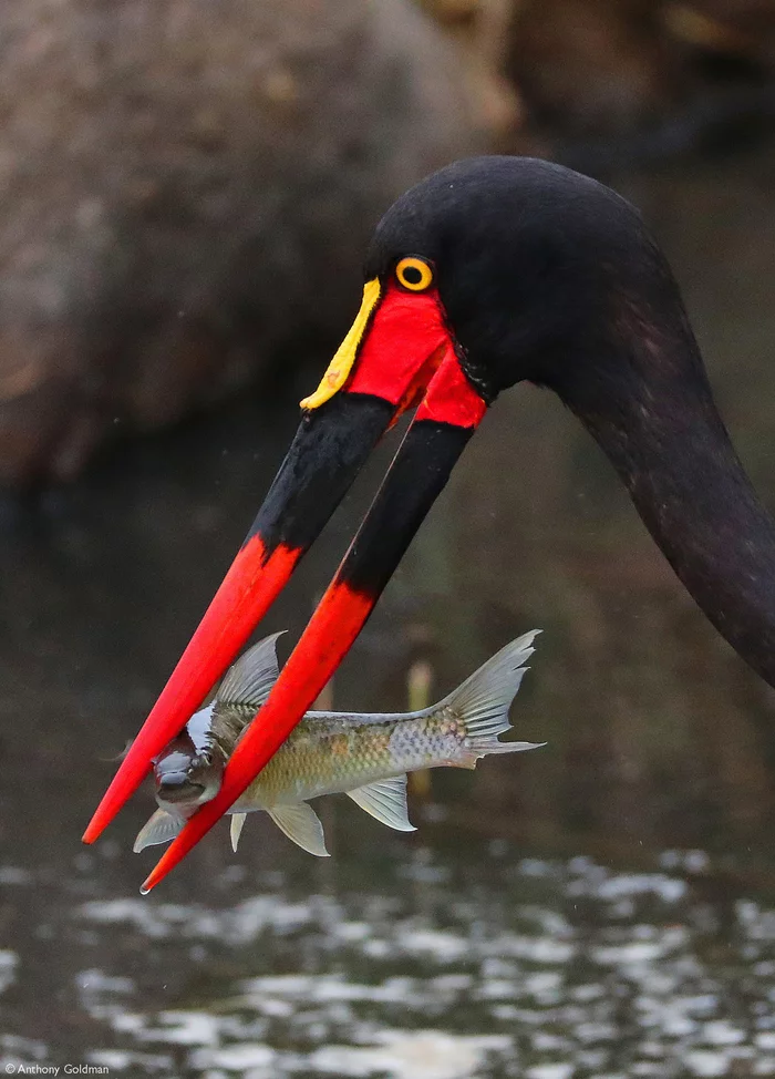 Saddle-billed yabiru rescued a fish from a dried-up pond and brought it into the river. - Stork, Birds, A fish, Mining, Wild animals, wildlife, Reserves and sanctuaries, South Africa, The photo