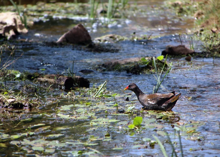 Water chicken - My, The photo, Nature, Birds, Moorhen