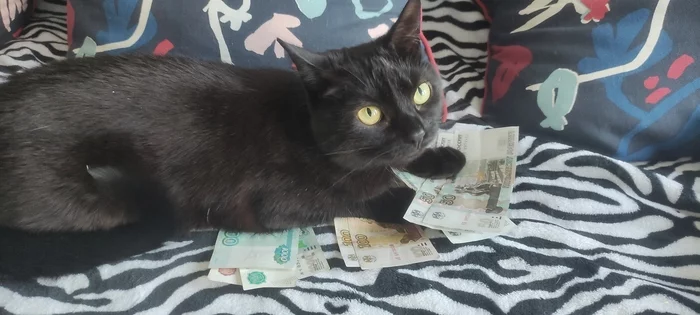 Just turn away - My, cat, Money, Black cat