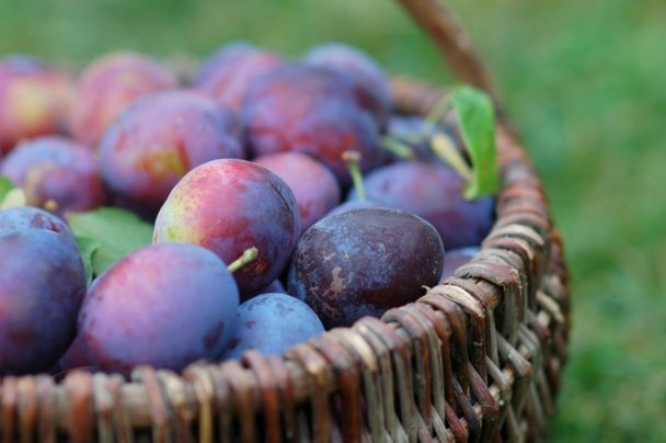 Plum. Unexpected property of prunes - Plum, Prune, Research, Health, Healthy eating, Фрукты, Immunity, Smoking, Vitamin C, Slimming, Diet, Longpost