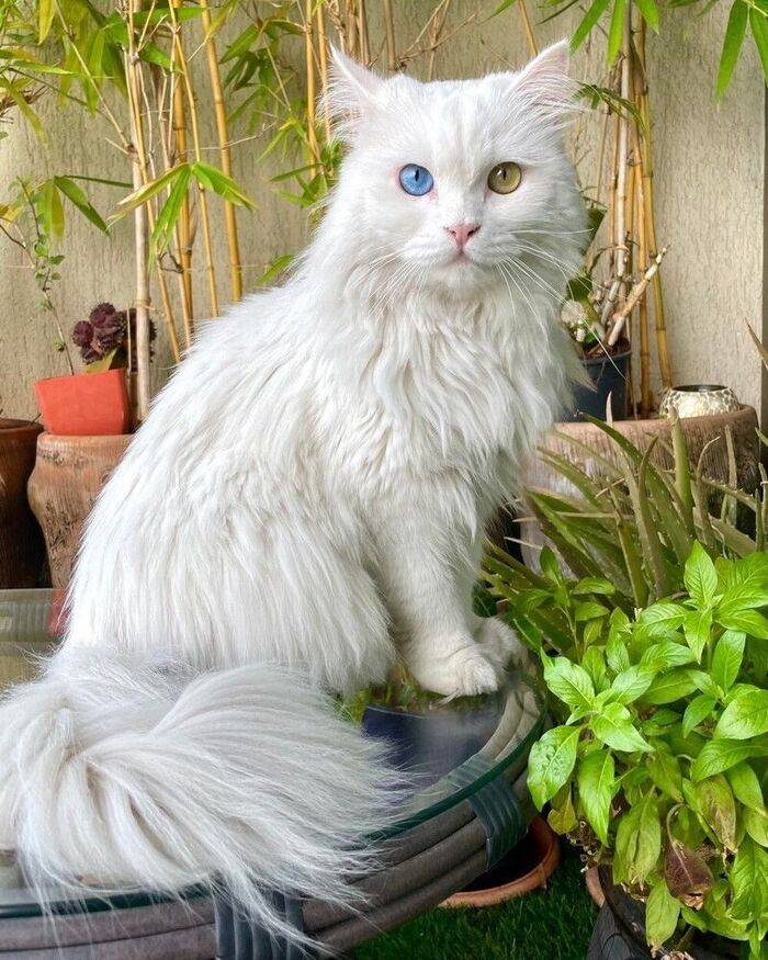 Эти разные глаза напротив