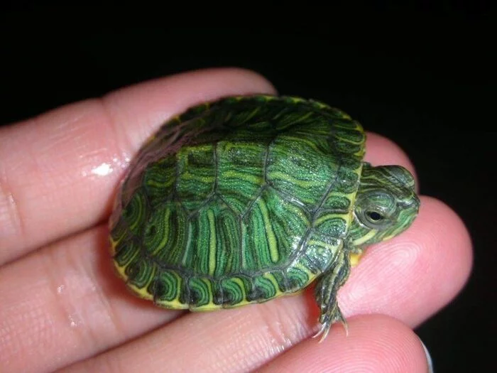 Miniature turtles - Turtle, Pets, Aquarium, Aquarium, Need advice, 