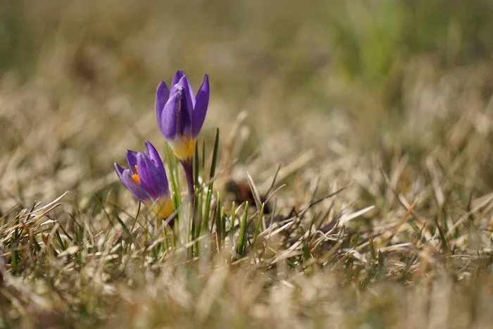 Flowering saffron - My, Saffron, Galitsky Park, Krasnodar Park, Flowers, Spring, The photo, Longpost