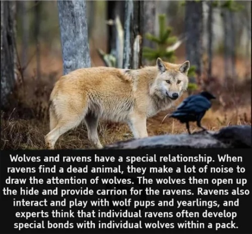 This is called symbiosis. - Wolf, Crow, Zoology, Animals, Symbiosis, Translation, 9GAG, Repeat, 