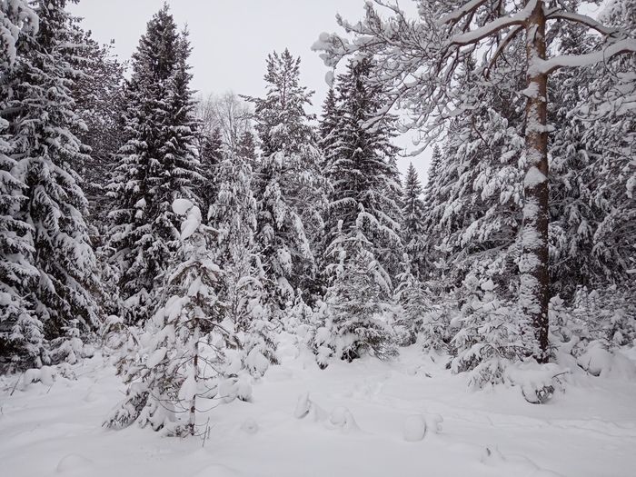 #Пермский край#лес