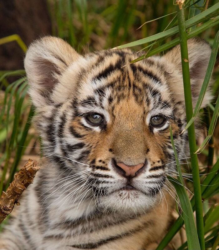 Дратути. Вам папу или маму позвать?