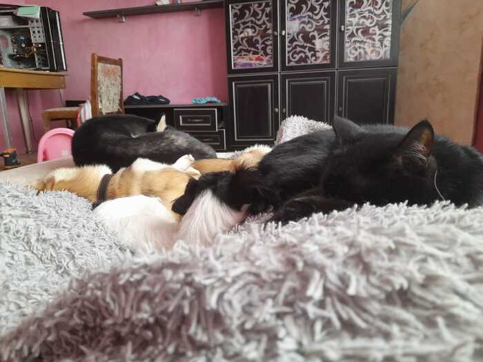 Daytime naps) - My, Siberian Husky, West Siberian Laika, Jack Russell Terrier, cat, Pets, Dream, Dog, 